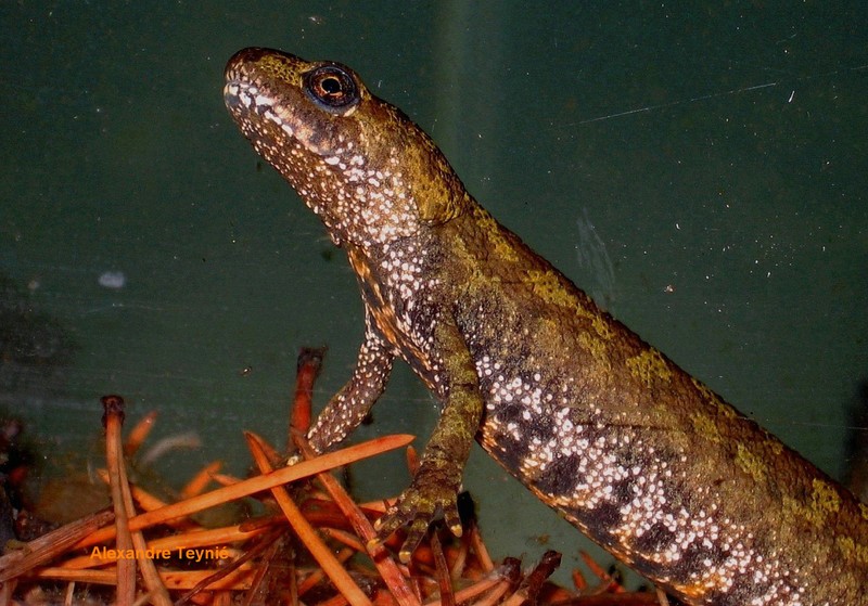 Triton Blasius  femelle