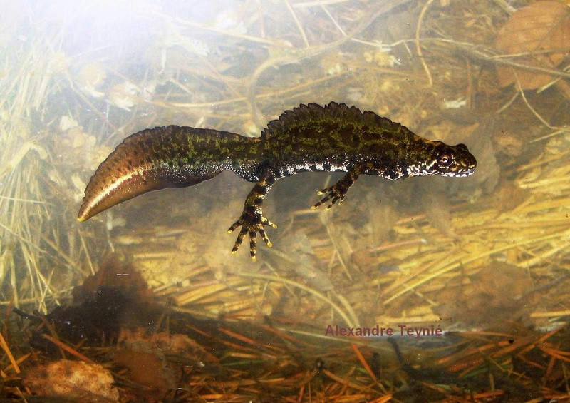 Triton Blasius male