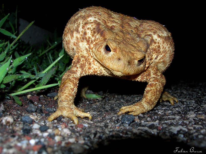 Crapaud commun femelle