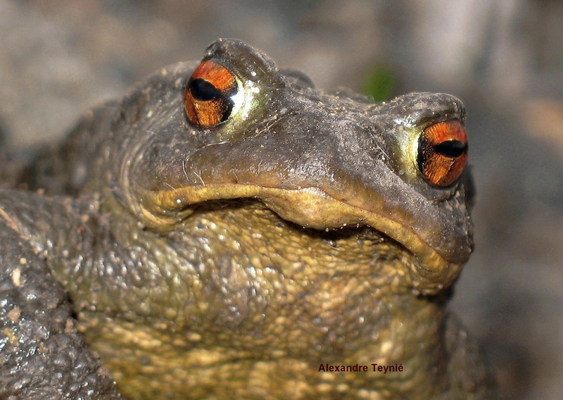 Crapaud commun